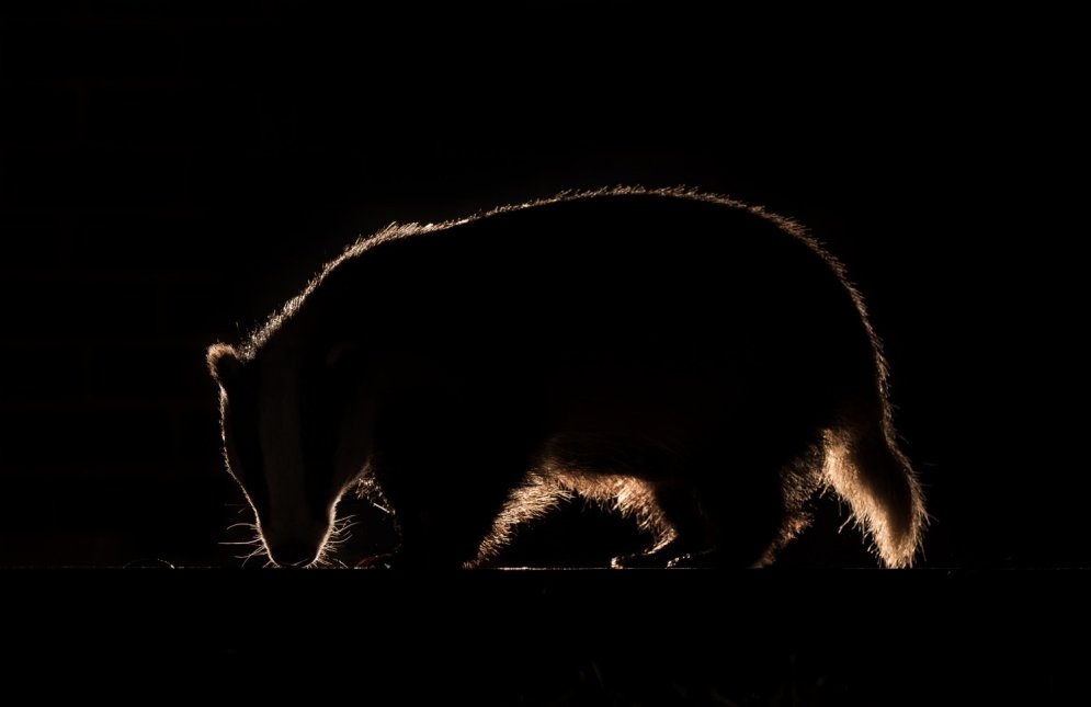 Fotogrāfs iemūžina zvērus, kas naktīs snaikstās pa pagalmu