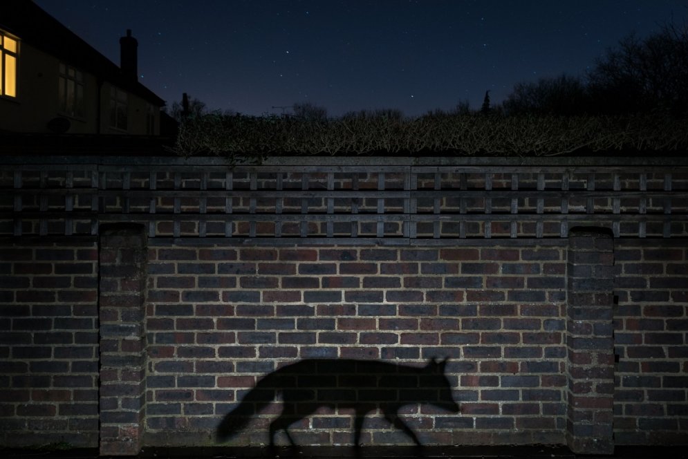 Fotogrāfs iemūžina zvērus, kas naktīs snaikstās pa pagalmu