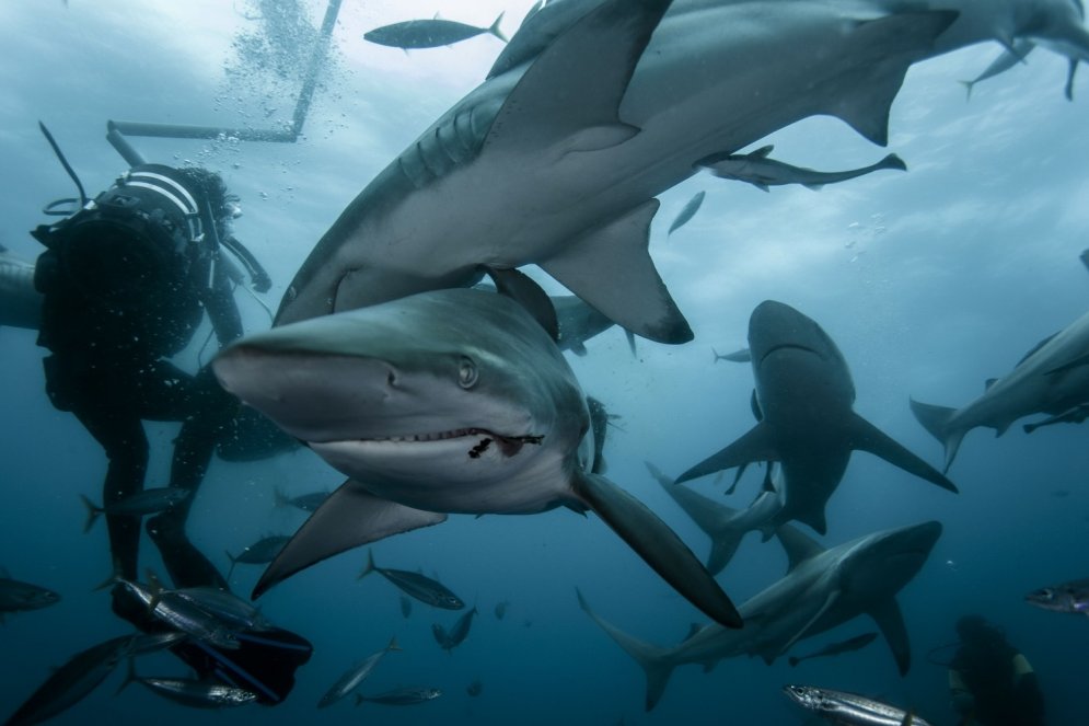 Dienvidāfrikas ūdeņos manīta priecīga haizivs ar plašu smaidu