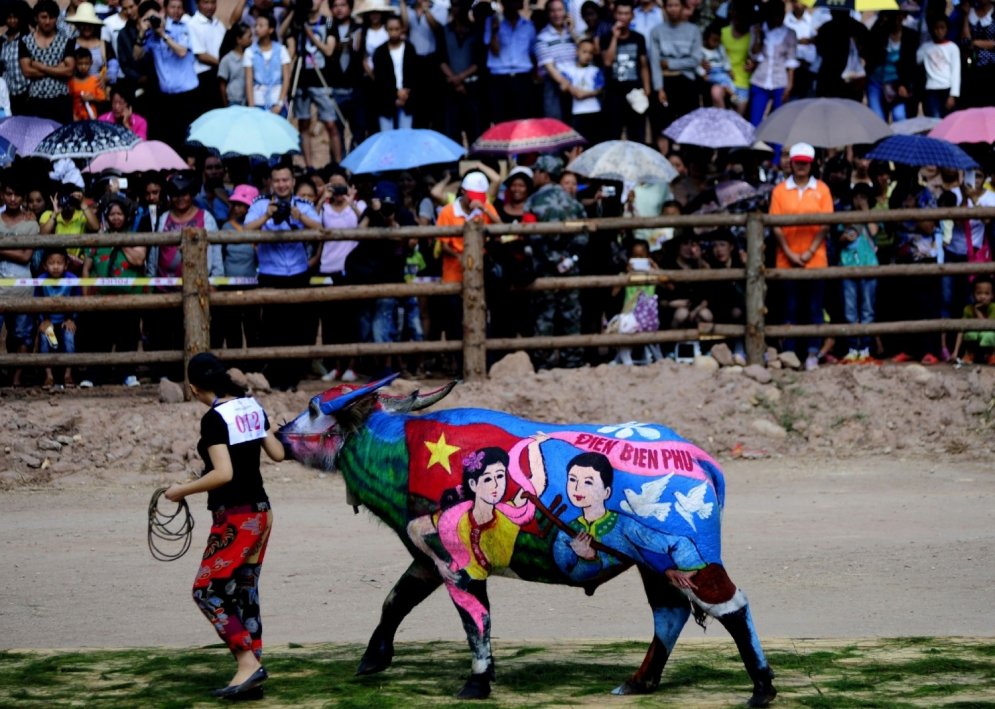 Ķīnas īpatnējās bifeļu krāsošanas sacīkstes