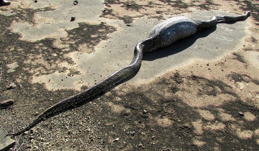Kad rijība uzvar saprātu: kas notiek, ja čūska apēd dzeloņcūku