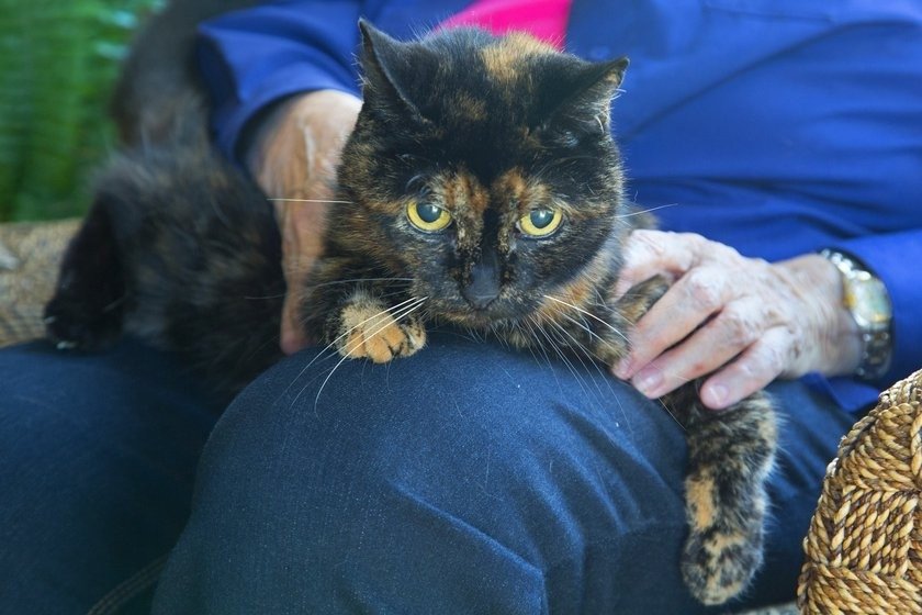 Miris pasaulē vecākais kaķis, kurš pamanījās nodzīvot 27 gadus