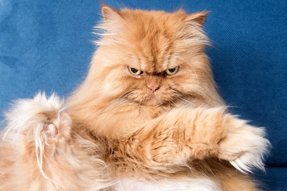 Nīgri, skābi, skumji un dusmīgi – pieci pasaulē slavenākie kaķi