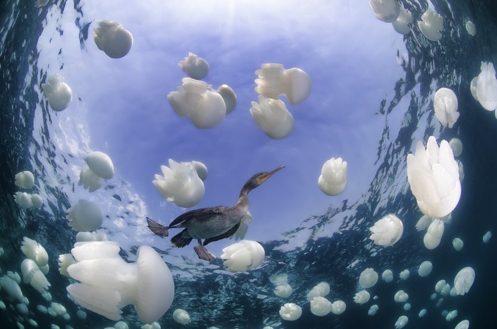 2015. gada labākās fotogrāfijas, kas uzņemtas zem ūdens
