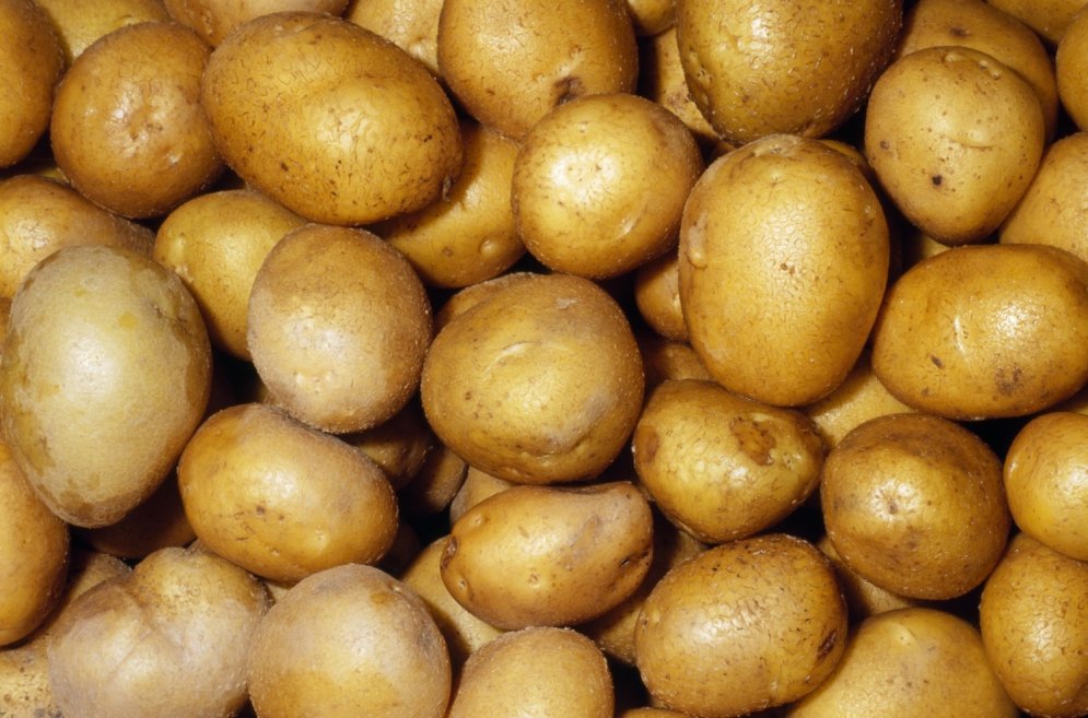 Gūtmaņa alā atklāts latviešu zodiaks, uzzini, kura kartupeļu šķirne tu esi