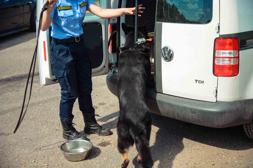 Латвийский "комиссар Рекс". Что мы знаем про бравого полицейского пса Нато