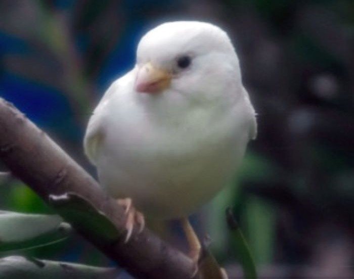 Pirmo reizi nofotografēts ļoti rets putns – albīns zvirbulis