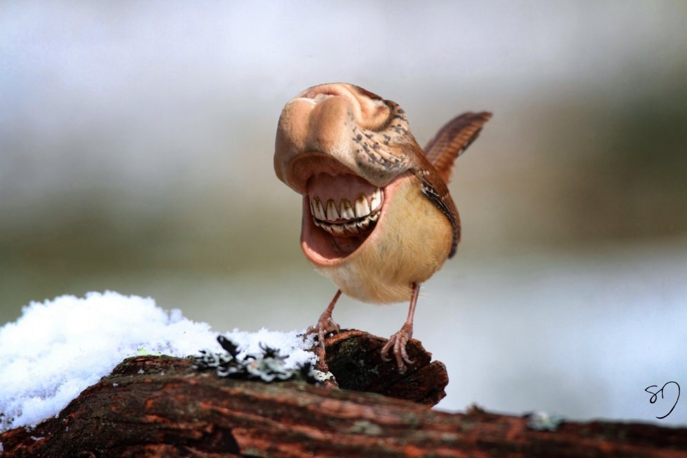 Kā izskatītos putni, ja viņiem būtu lielas mutes un zobi