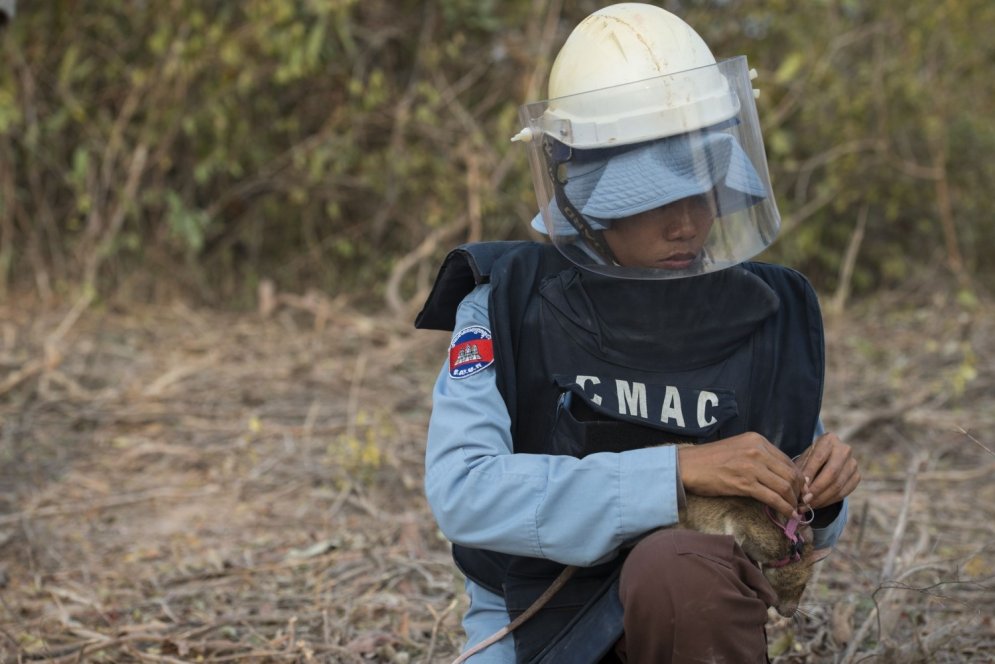 Milzu žurkas no Āfrikas Kambodžā meklē kājnieku mīnas