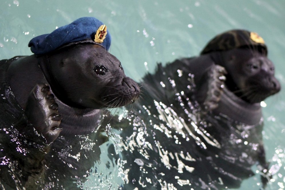 Iespējams tikai Krievijā: roņi saģērbti militāristu formās