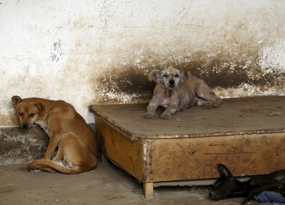 Kā 65 gadus veca sieviete no apēšanas izglāba 500 suņus
