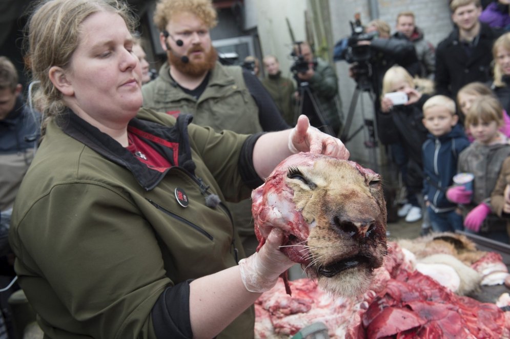 Dānijas zoodārzā bērnu acu priekšā sagriež gabalos lauvu