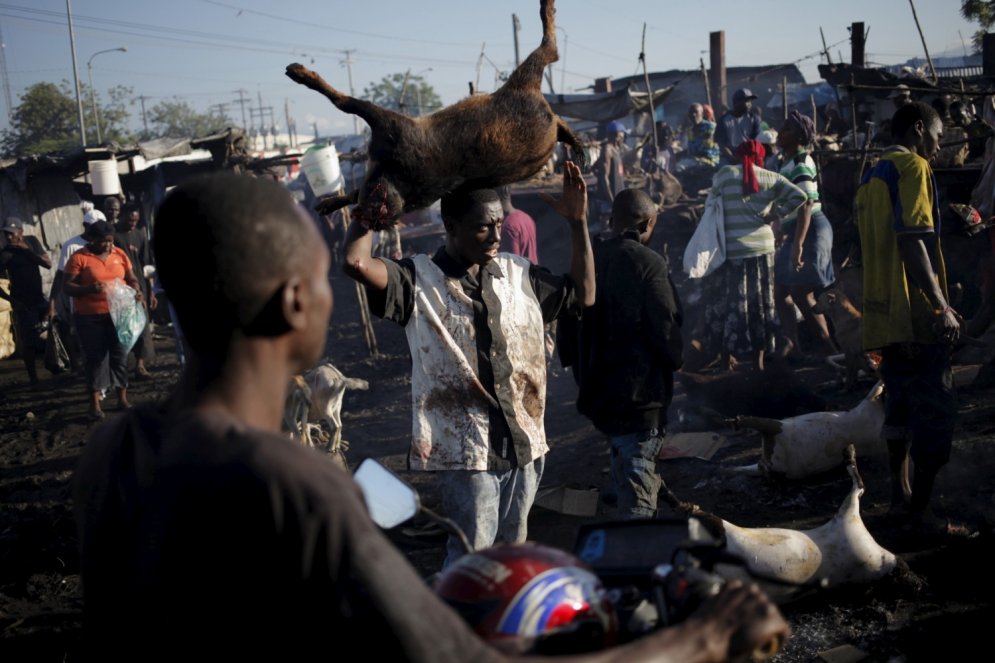Šausminošs ieskats Haiti lopu kautuvē