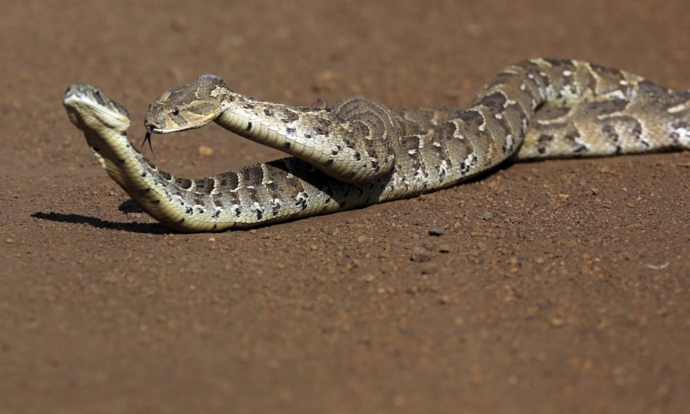 Arī rāpuļiem vajadzīgs maigums: stāsti par to, kā pārojas čūskas