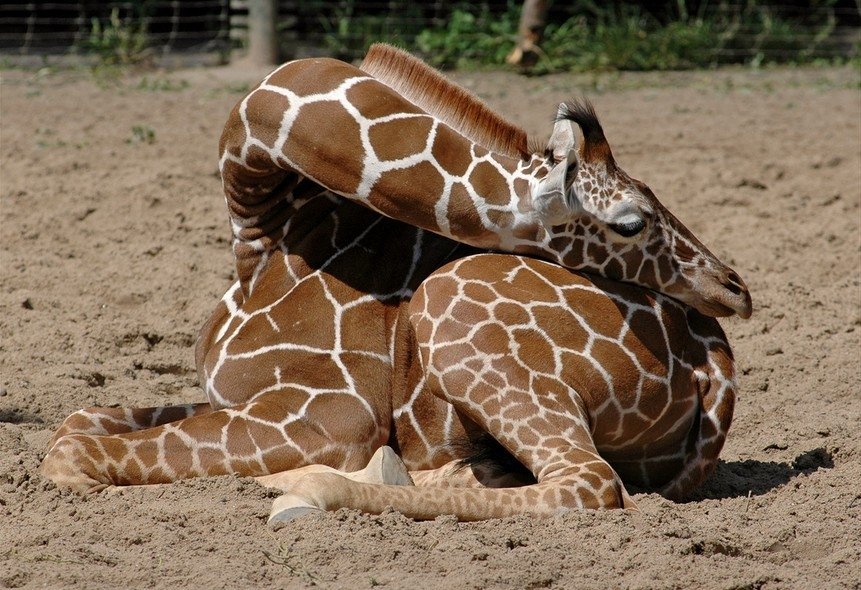 Skati, ko retajam izdodas redzēt: kā guļ garkaklainās žirafes