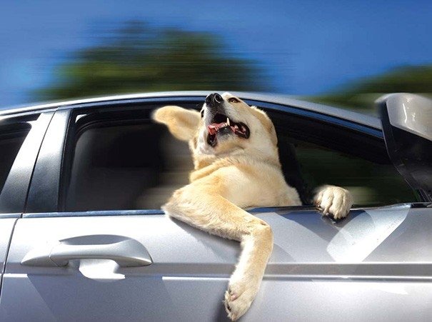 Smiekīgi purni un ausis pa vējam: suņi, kas skatās pa auto logu