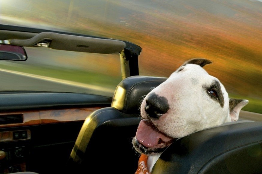 Smiekīgi purni un ausis pa vējam: suņi, kas skatās pa auto logu