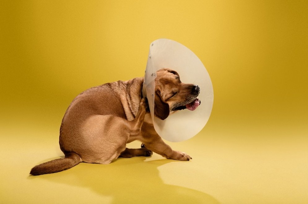 Nelaimīgi un nožēlojami purni: suņi ar kauna konusu ap kaklu