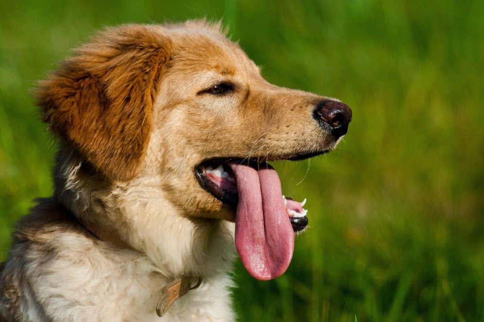 Как понять язык собаки? Несколько советов для любящих хозяев