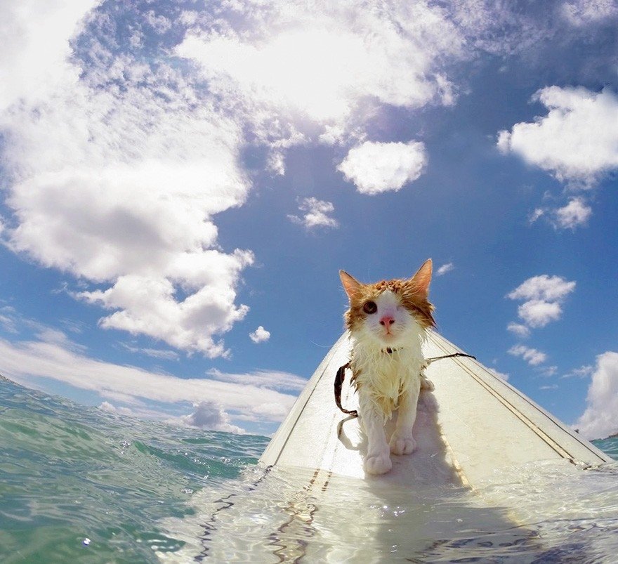 Vienacains kaķis, kurš nodarbojas ar sērfošanu Havaju salās