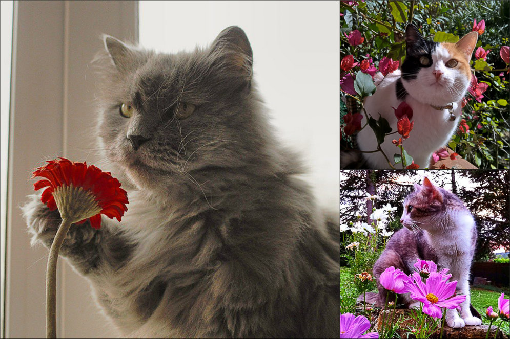 Весмяу пришла, или 16 кошек — настоящих королев этой весны