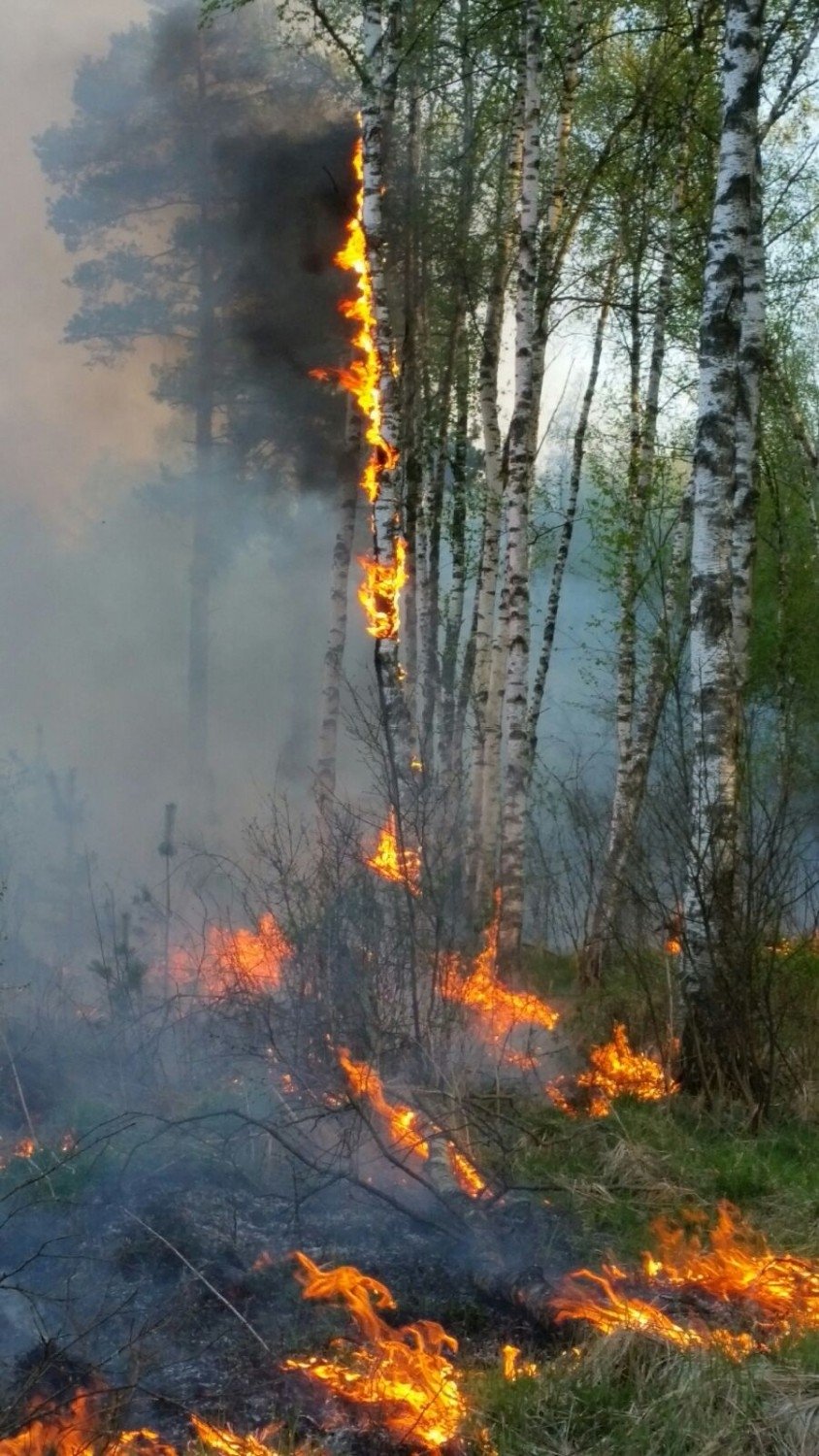 Sargāsim mežu no ugunsgrēka