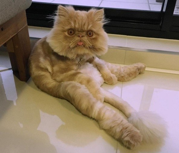 Jauns interneta varonis – kaķis Vinstons ar īpaši trulu ģīmīti