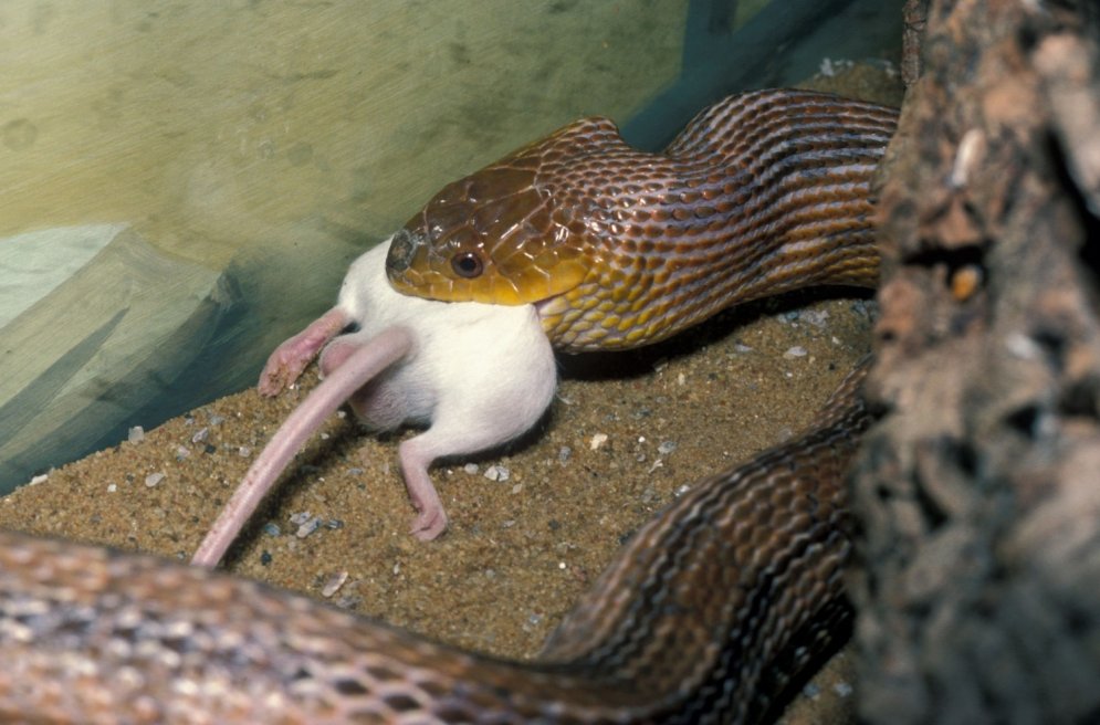 Neticams stāsts: čūska un viņas barība kļūst par labiem draugiem