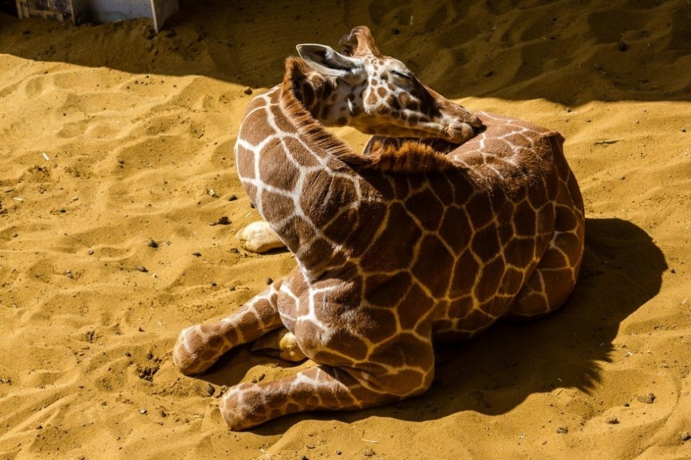 Skati, ko retajam izdodas redzēt: kā guļ garkaklainās žirafes