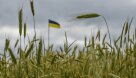 Rumānija neaizliegs graudaugu importu no Ukrainas