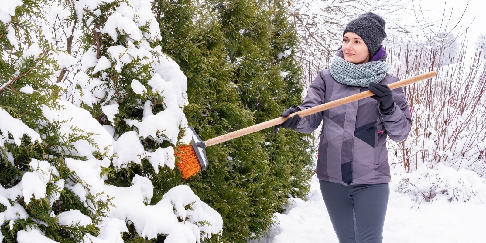 Полезно знать: Какие растения нужно быстро освобождать от толстой снежной шапки?