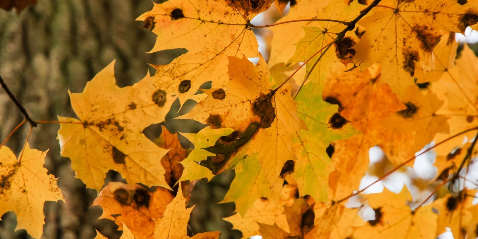 Почему на кленовых листьях появляются черные пятна и что это говорит о воздухе вокруг нас?