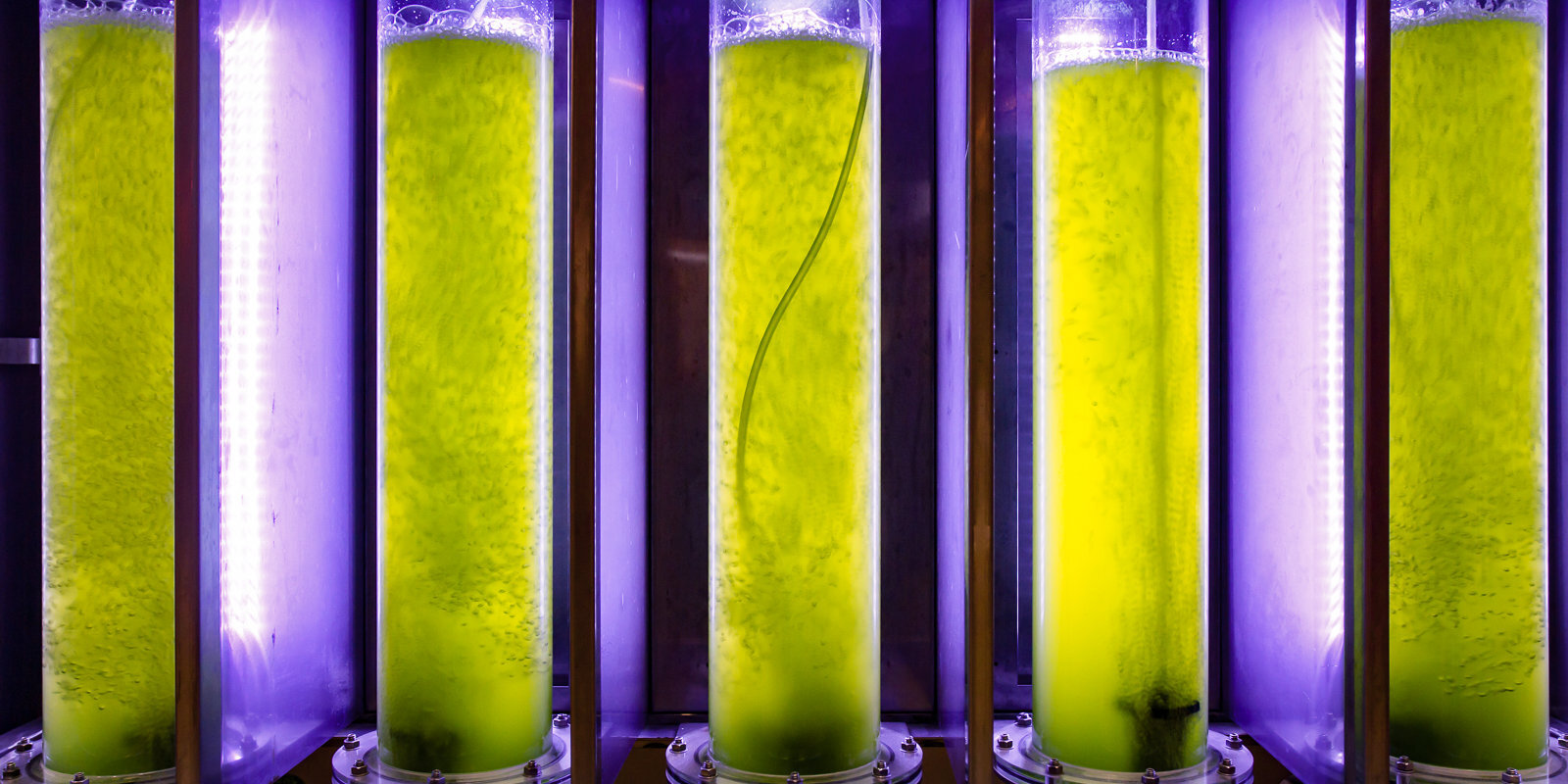 Izveseļoties no naftas atkarības ar bioterapiju – vai aļģu degviela glābs?
