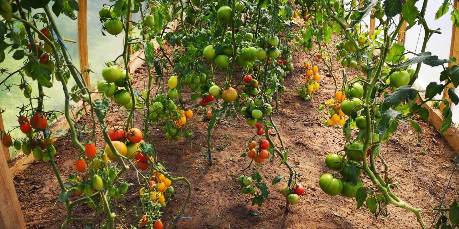 Идеальные огурцы и помидоры: как вырастить супер-урожай?
