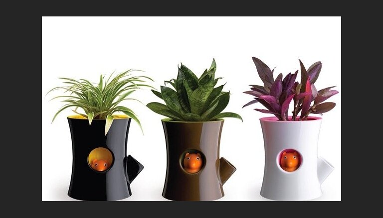 Комнатные растения для чайников: что нужно знать абсолютному новичку