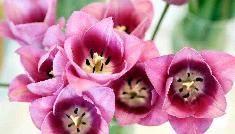 Три способа сохранить свежесть букету тюльпанов