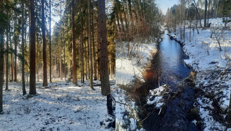 ФОТО. Зимняя прогулка по малоизвестной тропе Волчьей горы рядом с Ригой