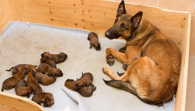 Valsts robežsardzes koledžas dienesta sunim piedzimuši 14 kucēni