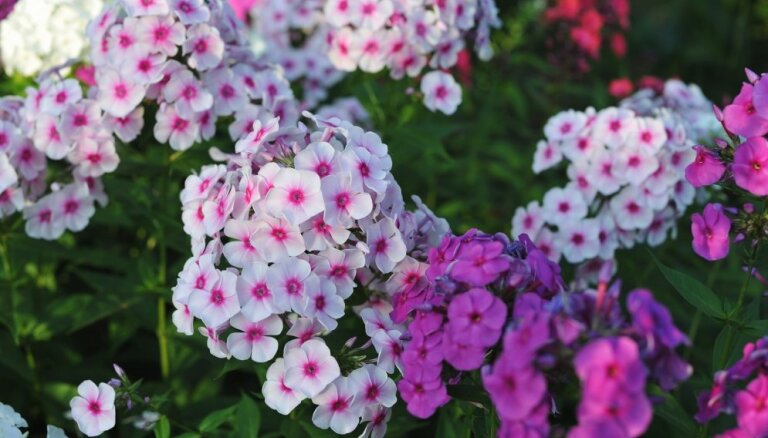 Сказочный запах! 12 самых душистых цветов для вашего сада