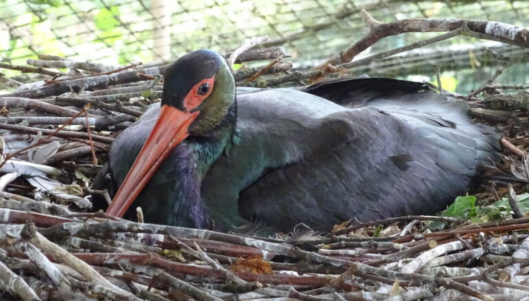 В Рижском зоопарке строится специальное гнездо для черных аистов