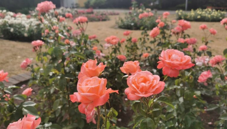 ФОТО. Как выглядят цветущие в садоводческой школе в Булдури розы