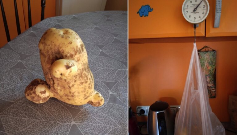 'Standarts tas nav' – Jelgavā izaudzē kilogramu smagu kartupeli