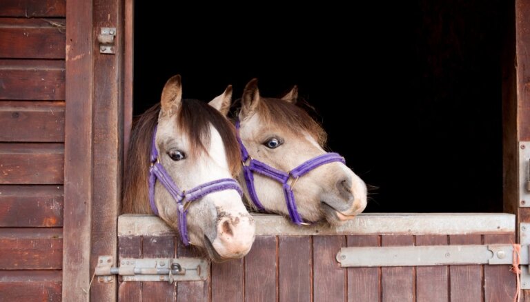 Visā Latvijā zirgiem uzbrūk iespējamais zoofils – policija bezspēcīga
