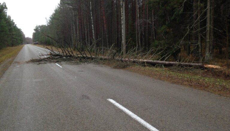 Разгул стихии: на автобус Lux Express , следовавший из Риги в Таллинн, упало дерево
