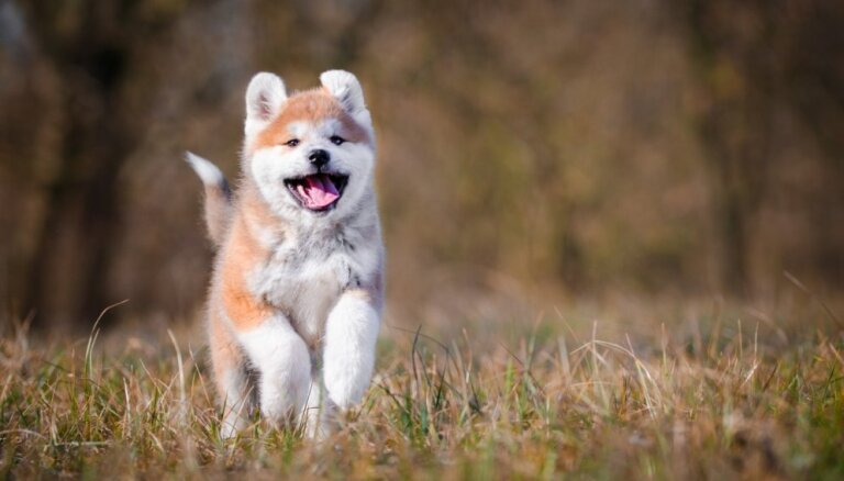 Draiskulīgi un dzīvespriecīgi: trīs Japānas suņu šķirnes, kuras iecienījuši arī latvieši