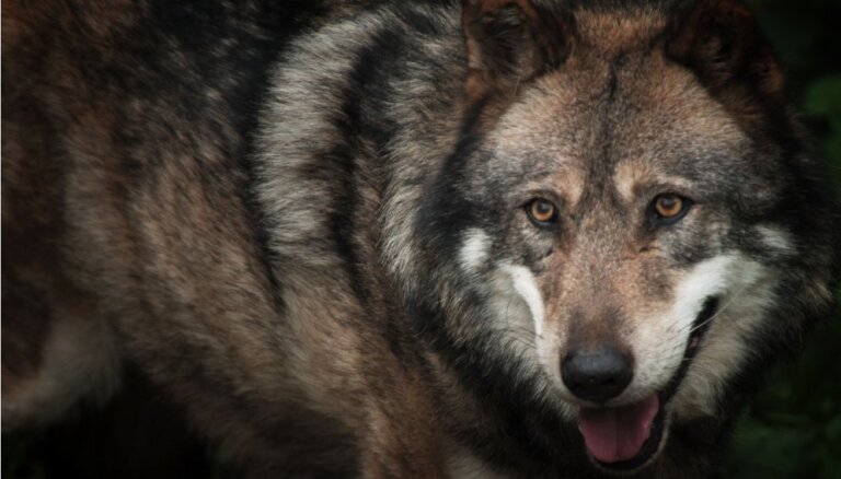 ВИДЕО: На дороге под Талси водителя встретила стая волков