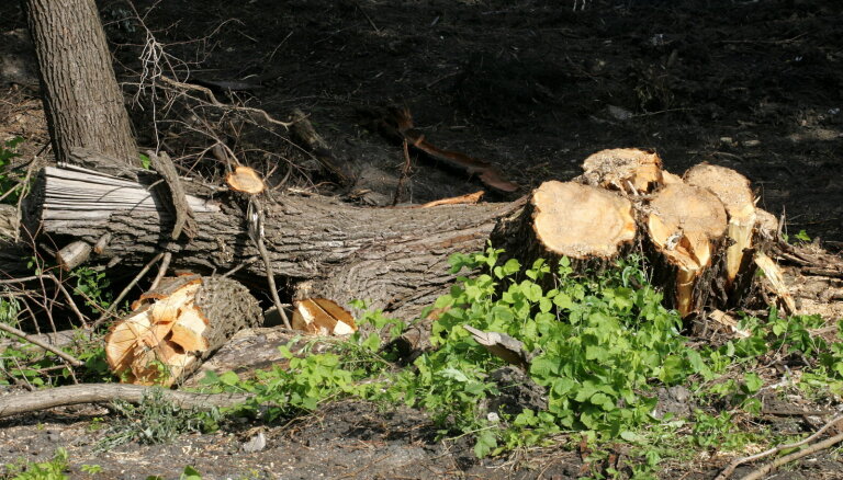 Jūnijā izzāģēs bīstamus kokus pie Beberbeķiem; īslaicīgi var slēgt satiksmi