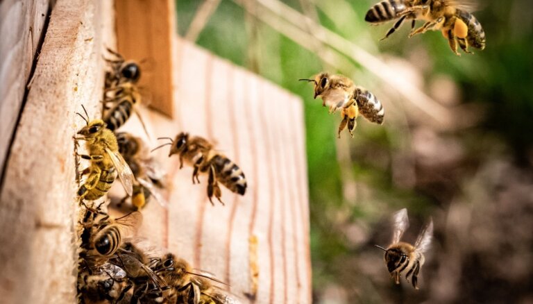 Kā un vai sadzīvot ar bitēm, iršiem un citiem dzelošiem kukaiņiem?