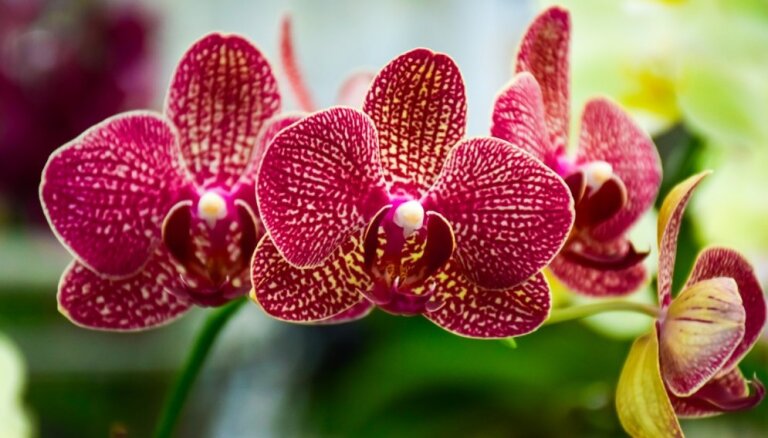 Все, что вам нужно знать о горшке для орхидеи