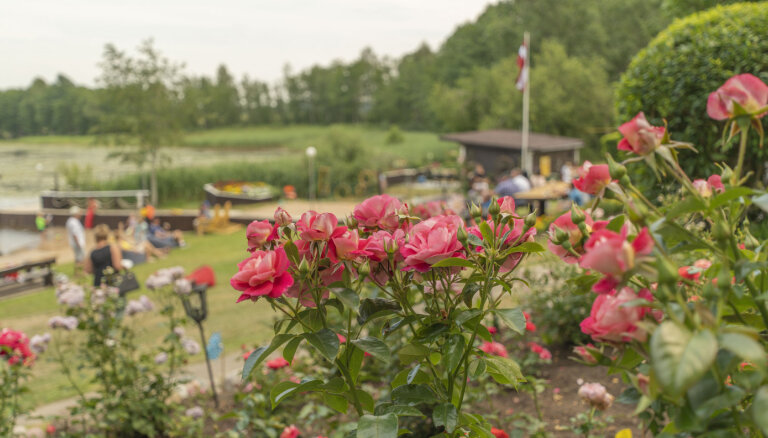 Video: Saņemot kāzu dāvanā 80 rožu stādus, Veccepļus pārvērš par paradīzi